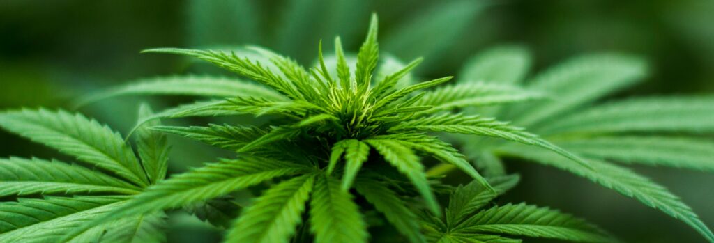 Foto: Cannabisplant - cbd olie